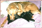 "Duster is part of my pack - sort of a strange dog,
but we like to snuggle."
