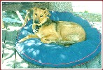 "I'm pooped after swimming and hiking and chasing critters
all day" Echo Lake 8/98