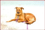 "Today, they took me to a great place - the city beach 
in Carmel - no leash required!!!" Monterey 3/99