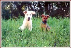 "Marco used to live next door - we grew up together and he is my best
friend." Summer 98